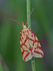 Hypercallia citrinalis