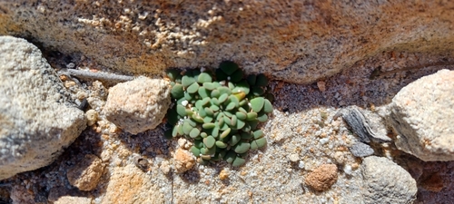 Oxalis fergusoniae (Oxalis fergusoniae)