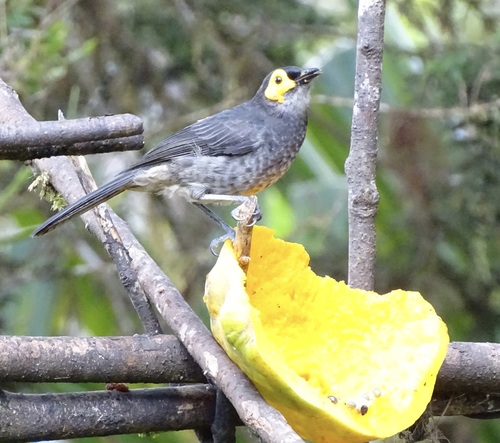 Common Smoky Honeyeater (Melipotes fumigatus)