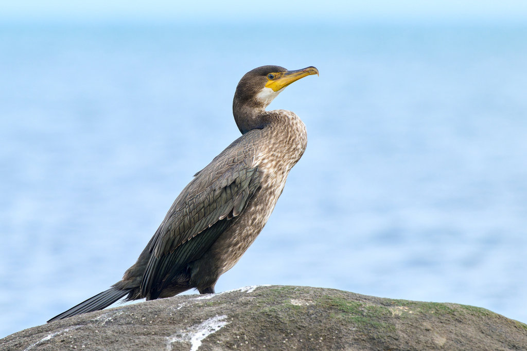 Japanese Cormorant