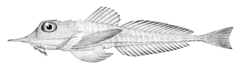 Flathead Armored Searobin photo 2