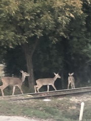 Odocoileus virginianus