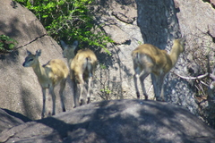 Oreotragus oreotragus transvaalensis