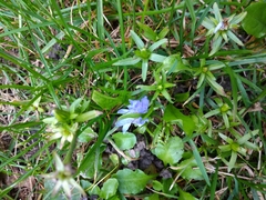 Gentianeae
