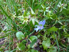 Gentianeae