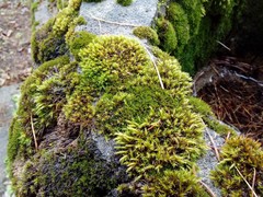 Orthotrichum diaphanum