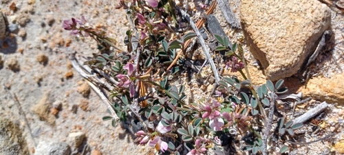 Indigofera cerasiflora MS (Indigofera cerasiflora)