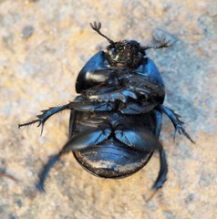 Geotrupes opacus