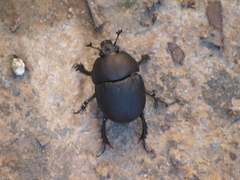 Geotrupes opacus