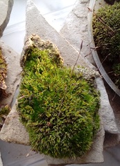 Tortula muralis
