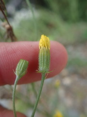 Media resource of Crepis tectorum