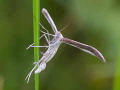 Hellinsia didactylites