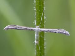 Hellinsia didactylites