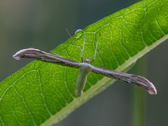 Hellinsia didactylites