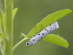 Myelois circumvoluta