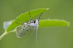 Myelois circumvoluta