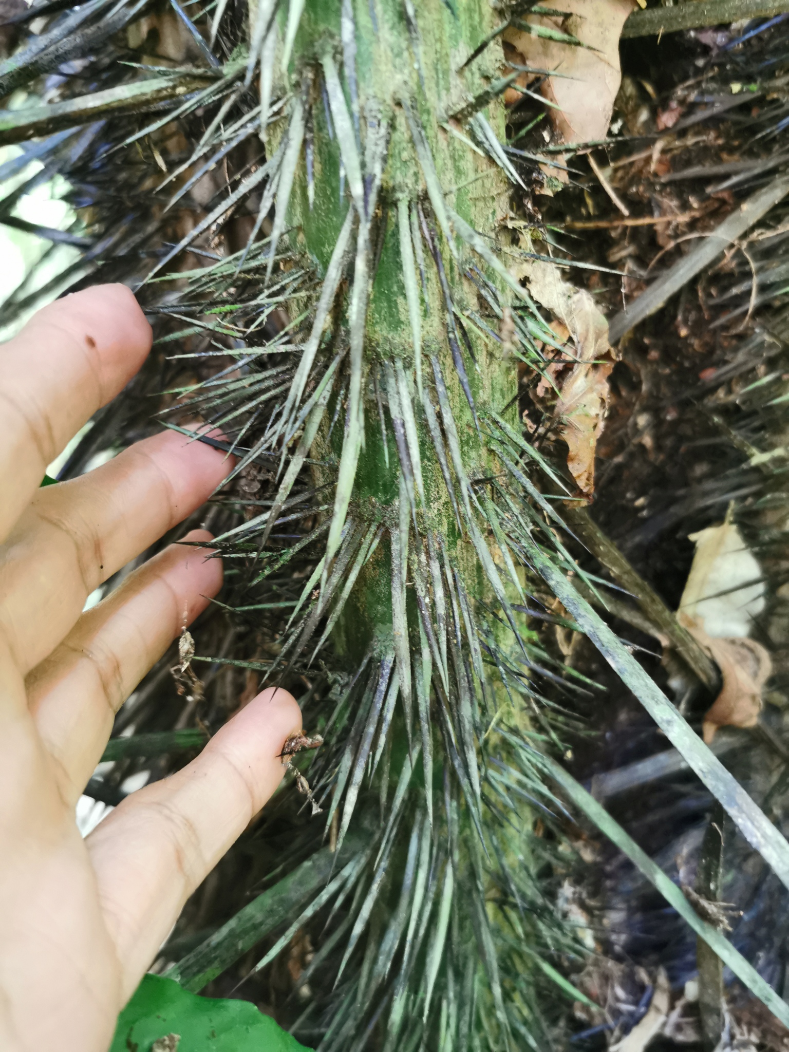 Imagem de Muru-muru