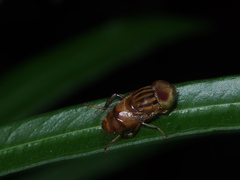 Eristalinus quinquestriatus