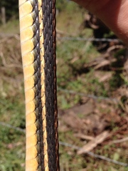 Thamnophis proximus rubrilineatus