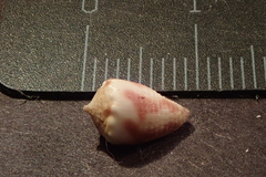 Conus sponsalis