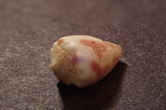 Conus sponsalis