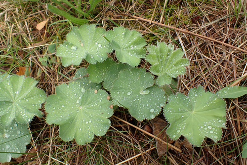 Alchemilla mollis
