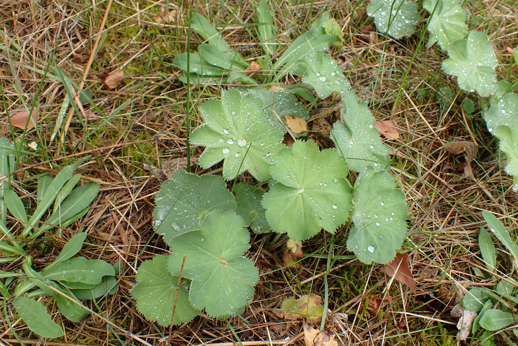 Garden Lady's-mantle