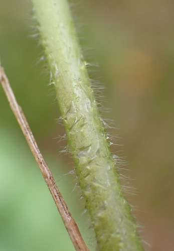 Alchemilla mollis