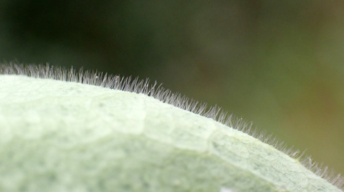 Alchemilla mollis