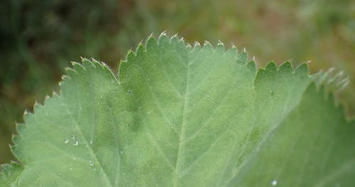Alchemilla mollis