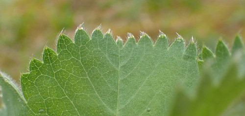 Alchemilla mollis