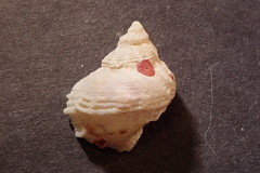 Coralliophila squamosissima