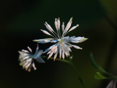 Thalictrum clavatum