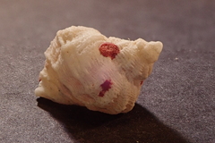 Coralliophila squamosissima