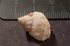 Coralliophila squamosissima