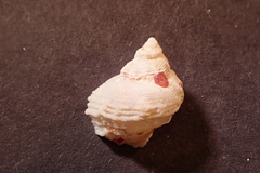 Coralliophila squamosissima