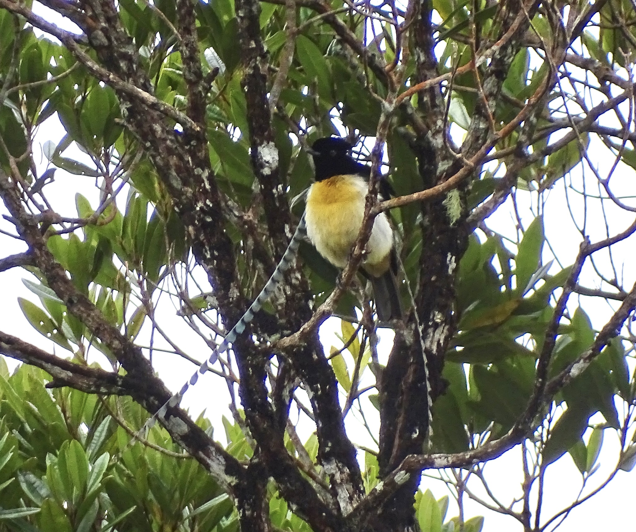 King of Saxony Bird-of-paradise (Pteridophora alberti), photo 1