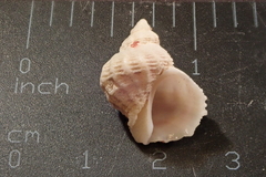 Coralliophila squamosissima