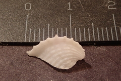 Corculum cardissa