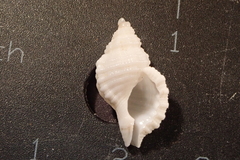 Cymatiidae