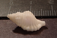 Cymatiidae