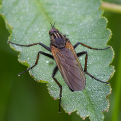 Empis tessellata