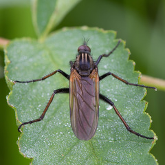 Empis tessellata