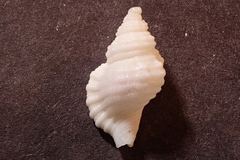 Cymatiidae