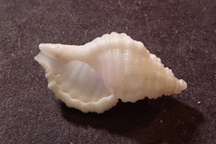 Cymatiidae