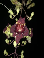 Kigelia