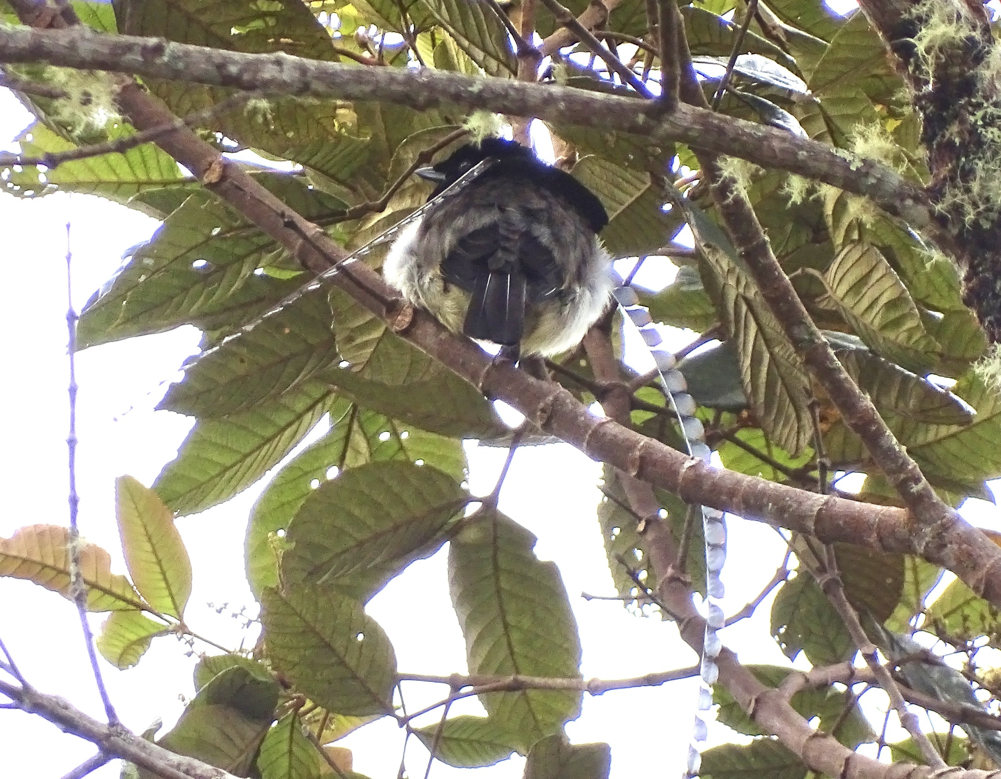 King of Saxony Bird-of-paradise (Pteridophora alberti), photo 2