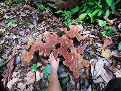 Aspidosperma