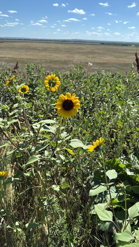 prairie sunflower