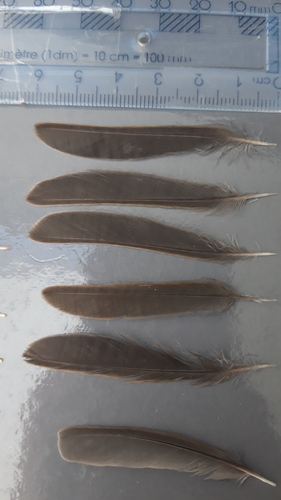 Plume de Accenteur mouchet